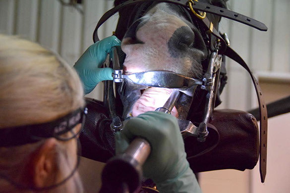 Our animal team are experienced in equine dentistry